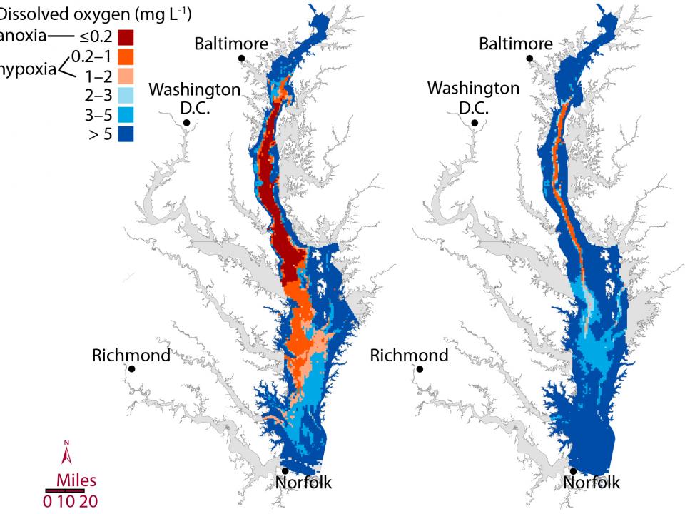 Larger summer ‘dead zone’ predicted for Chesapeake Bay University of